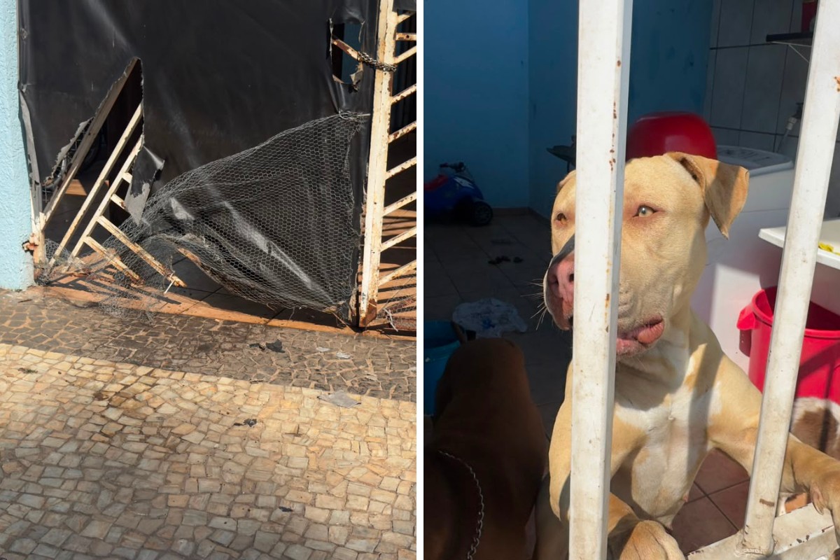 Três pessoas ficam feridas após ataque de cães em Americana
