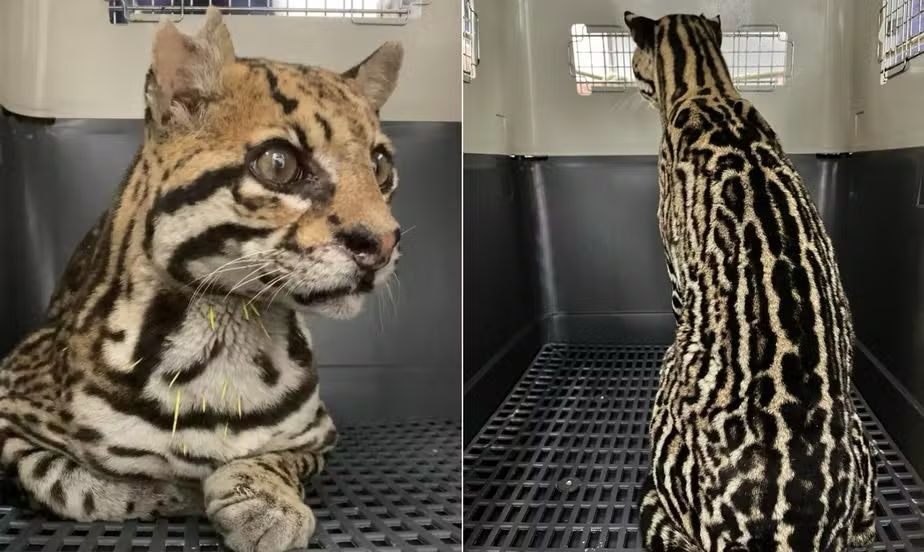 Jaguatirica é resgatada gravemente ferida após invadir galinheiro na Região Serrana do RJ