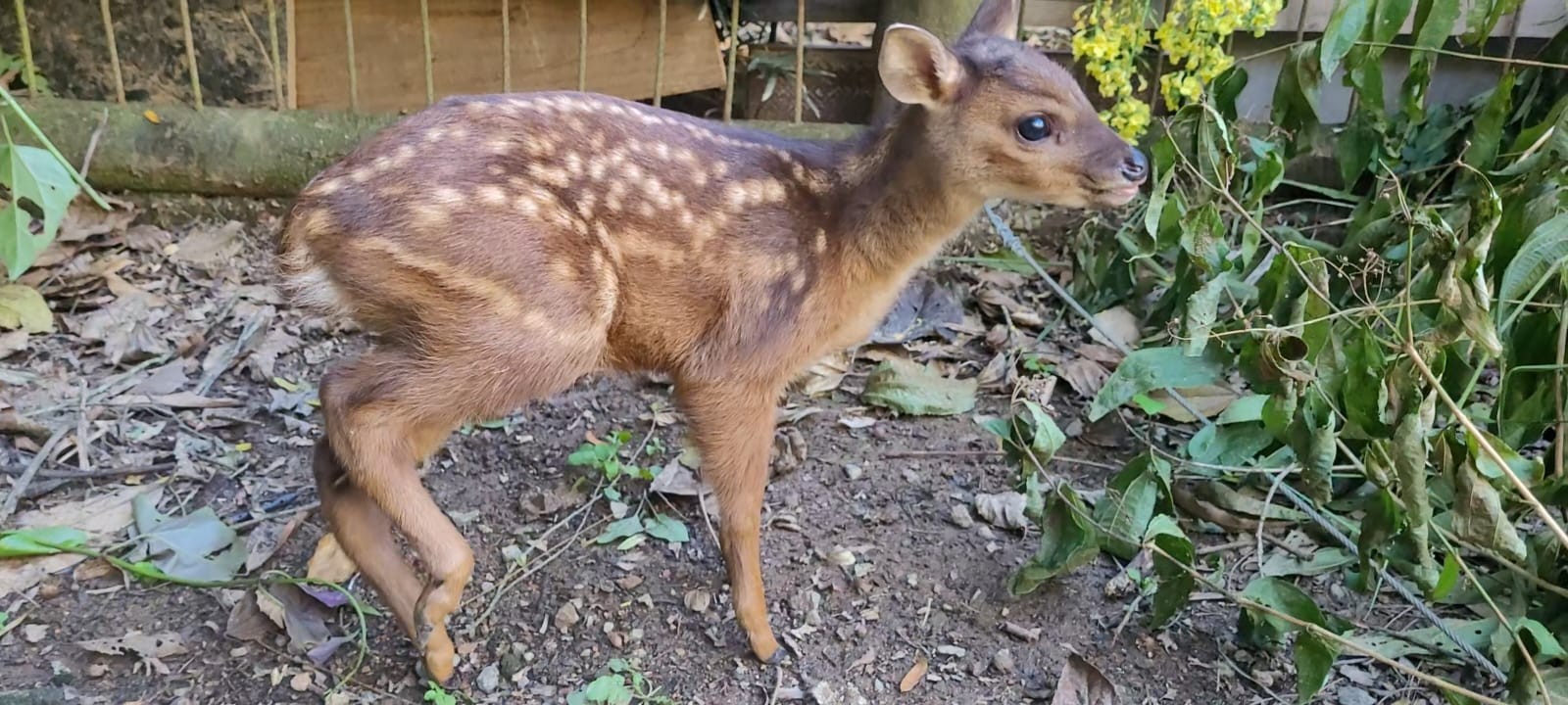Filhote de cervo é resgatado após ser perseguido por cachorros em mata em SC; VÍDEO