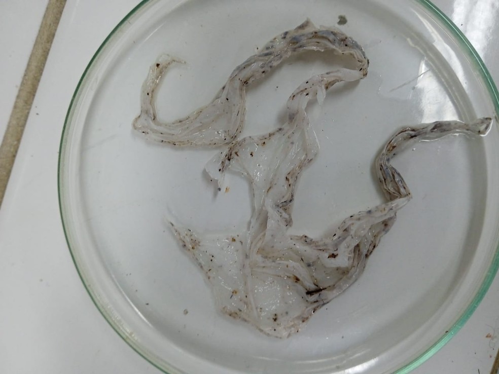 Estudo encontra plástico no intestino de 6 espécies de peixes no Amazonas — Foto: Carolina Sarmento/Arquivo Pessoal