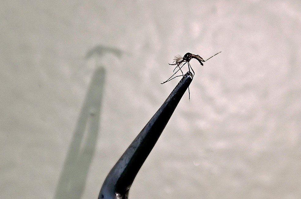 Mosquito do Aedes aegypti, transmissor da dengue — Foto: Carlos Bassan/Prefeitura de Campinas