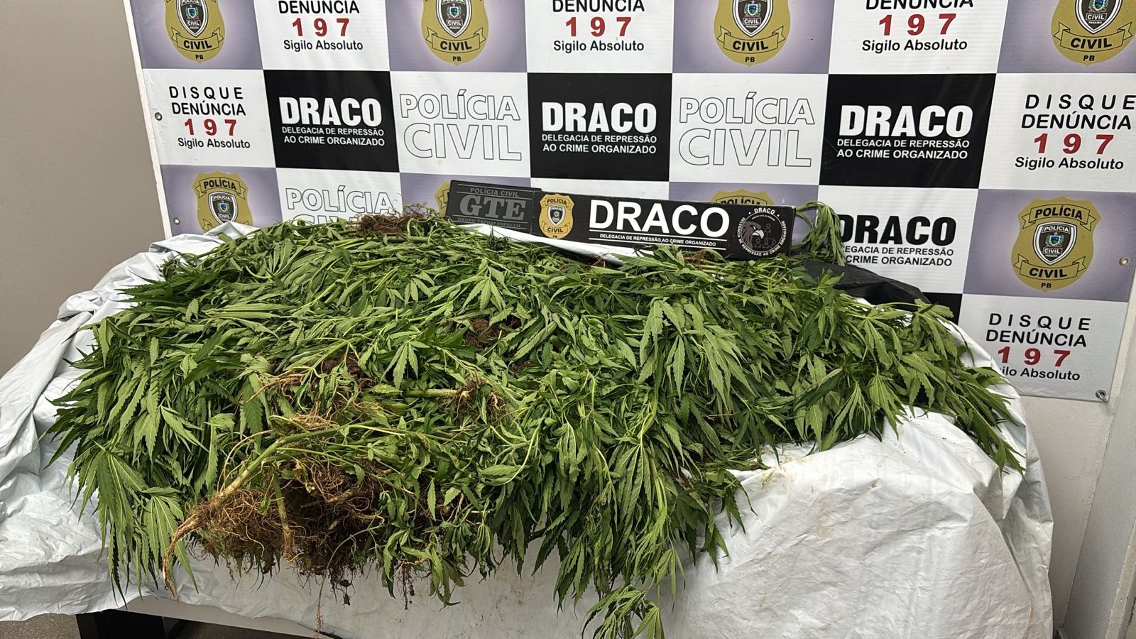 Três homens são presos e 15 mil pés de maconha incinerados em zona rural do Cariri da Paraíba