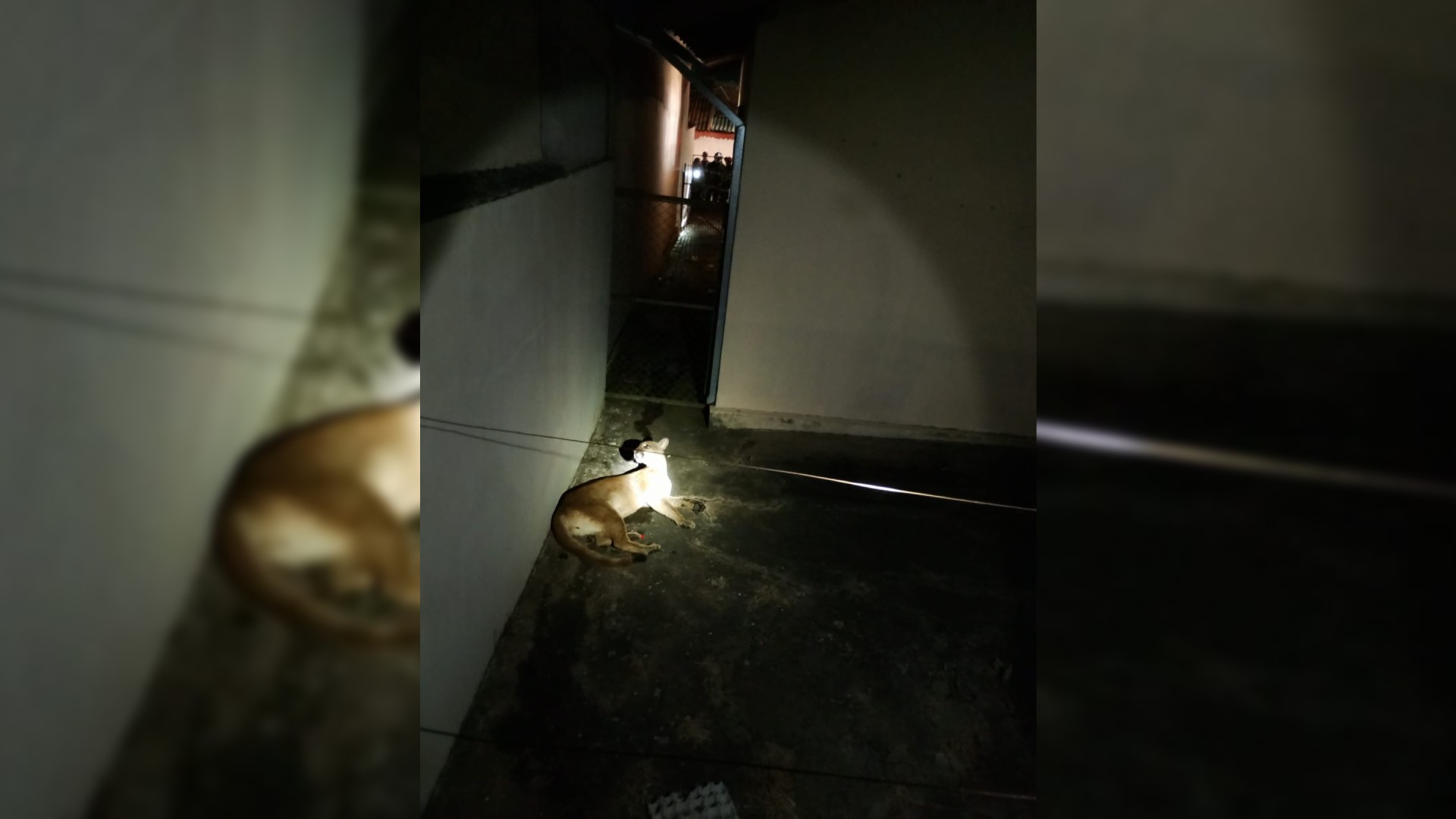 Onça-parda é encontrada dentro de casa e mobiliza resgate no interior de SP