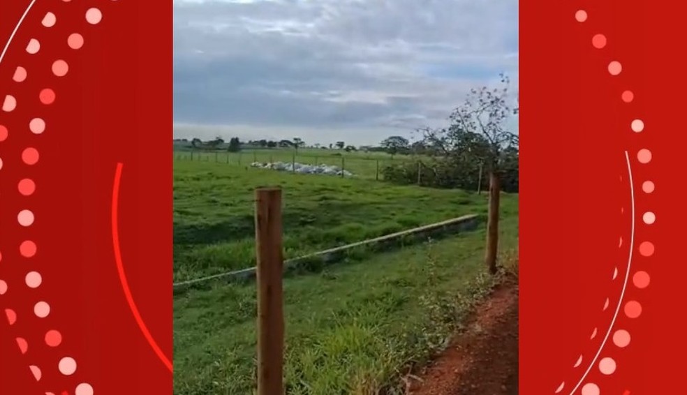Vacas morrem eletrocutadas durante tempestade em Monte Alegre de Minas — Foto: Reprodução/Redes sociais
