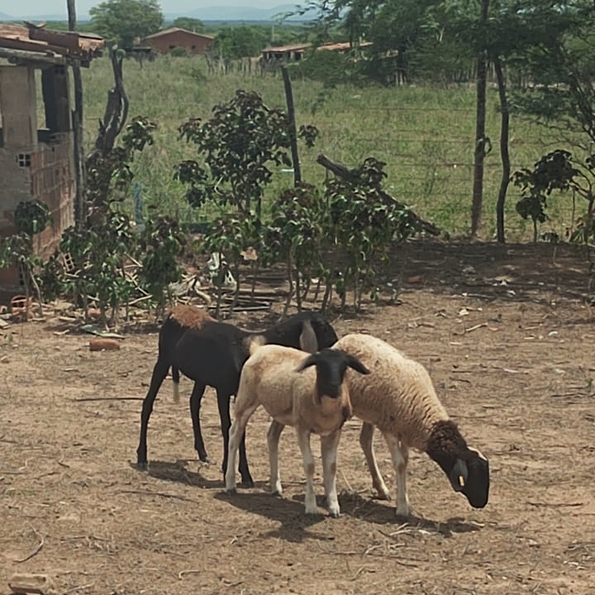 Perfurações no pescoço e sem rastro de sangue: mortes de animais assustam moradores em Craíbas
