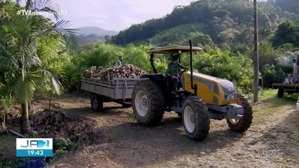 Plantio de pupunha e cultivo no litoral são destaques do Globo Rural deste domingo (5)