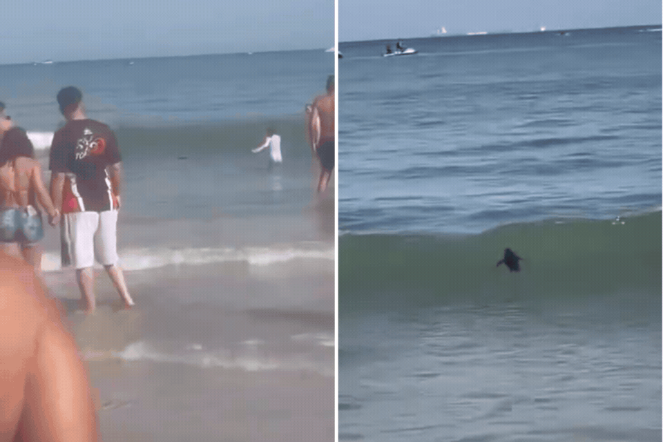 Pinguim-de-magalhães é resgatado após nadar ao lado de banhistas em praia de SP; VÍDEO