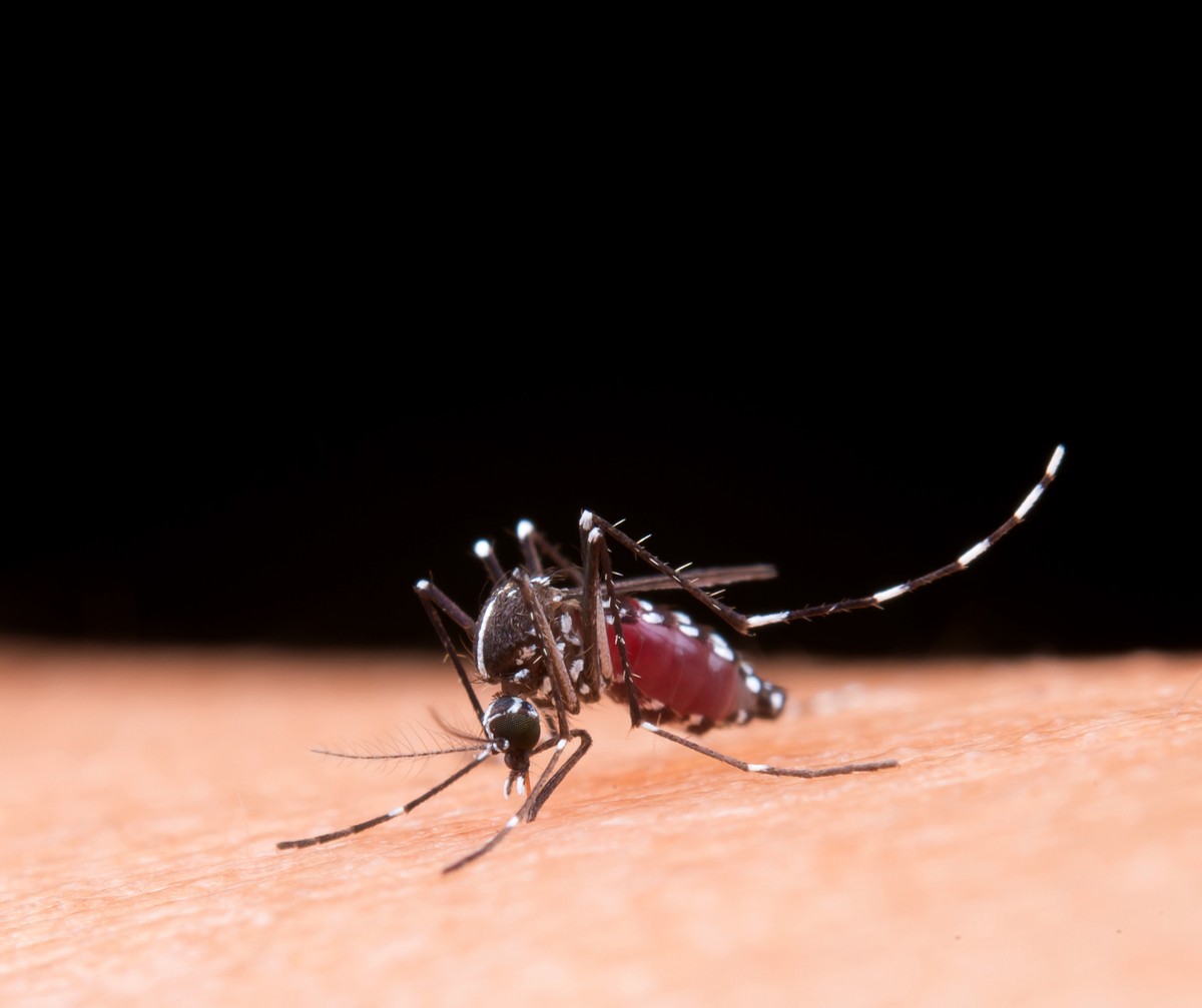Estado de SP chega a 190 mortes por dengue e mais de 400 mil casos da doença registrados neste ano