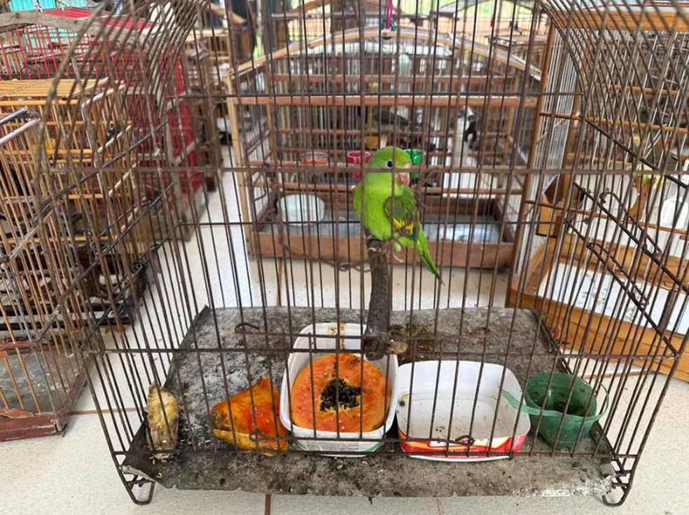 Foto: Divulgação/Naturatins