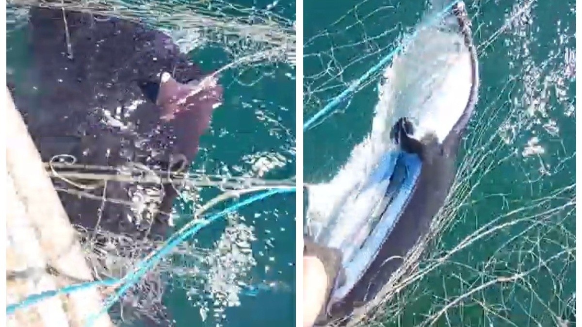 Vídeo mostra pescador devolvendo raia-manta de 80kg em Copacabana: 'Patrimônio vivo dos mares', diz pesquisador