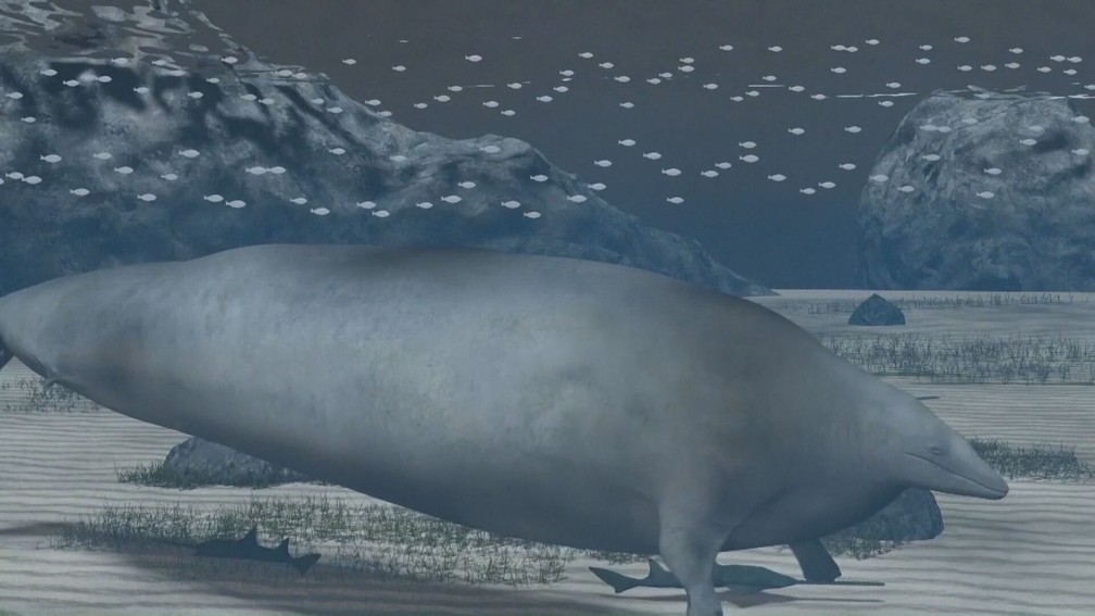 Pesquisador diz fóssil é de uma baleia tão grande ou maior do que a baleia azul — Foto: Reprodução/TV Globo