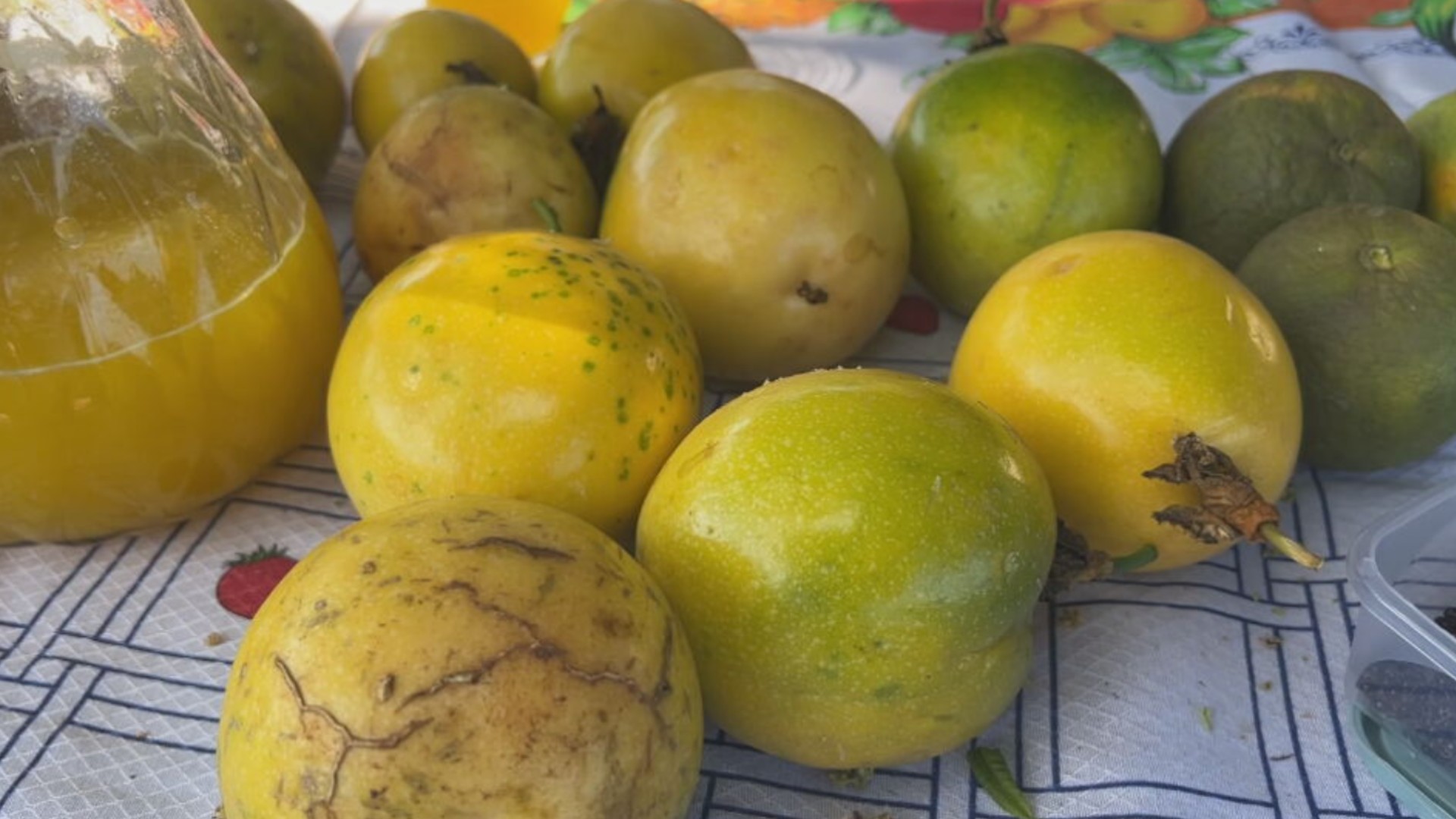 Colher fruta no pé é uma das riquezas de quem vive na zona rural