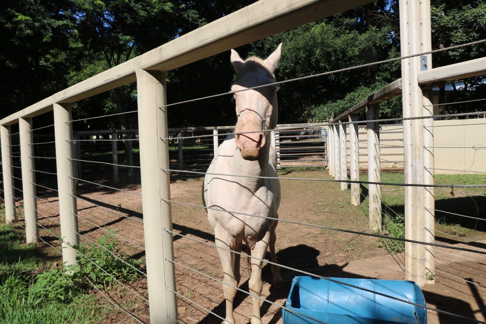 Ringo teve uma consulta e fez alguns exames, em janeiro, em um hospital veterinário de Araçatuba (SP) — Foto: Arquivo pessoal