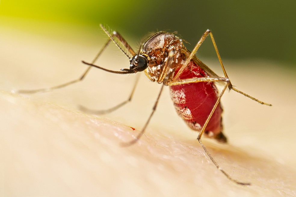 A fêmea adulta do Aedes aegypti após uma refeição de sangue — Foto: Centros de Controle e Prevenção de Doenças dos Estados Unidos (CDC)