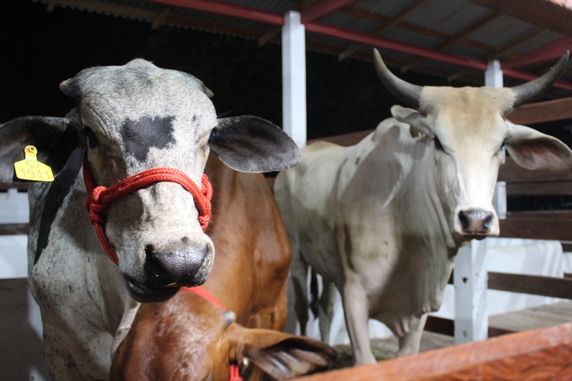 Expofeira 2026 abre 600 vagas para exposição de animais; veja como realizar a inscrição
