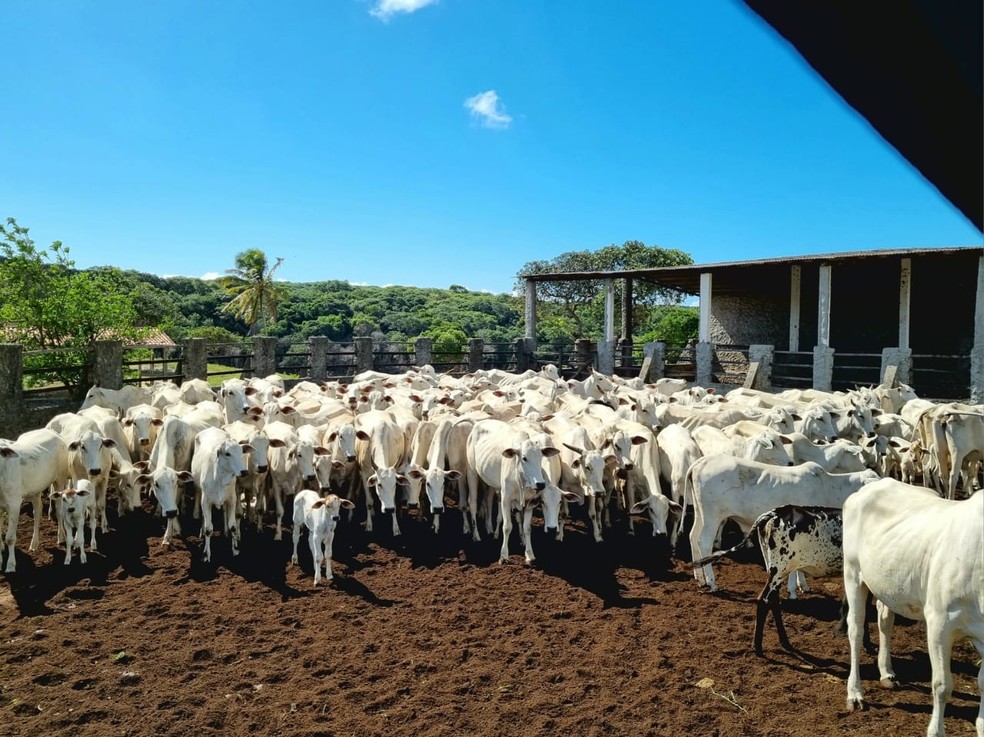 RN recebe status de estado livre da aftosa sem vacinação — Foto: Divulgação