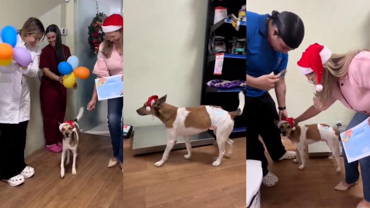 Cachorro apedrejado no distrito de Icoaraci, em Belém, recebe alta e emociona a web