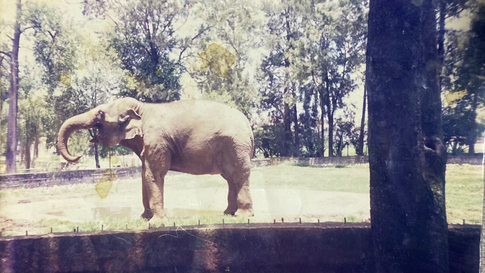 Conheça a história de Sandro, elefante levado a santuário no MT após viver por mais de 40 anos no Zoo de Sorocaba