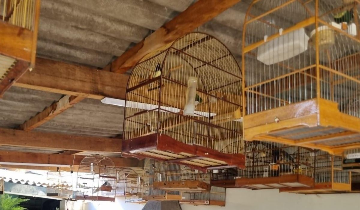 Idoso é autuado após denúncia e Guarda Ambiental resgata 55 aves silvestres em Valinhos