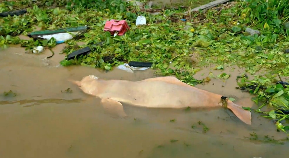 Seca extrema no Norte causou morte de 200 botos em 2023 — Foto: Reprodução/TV Globo