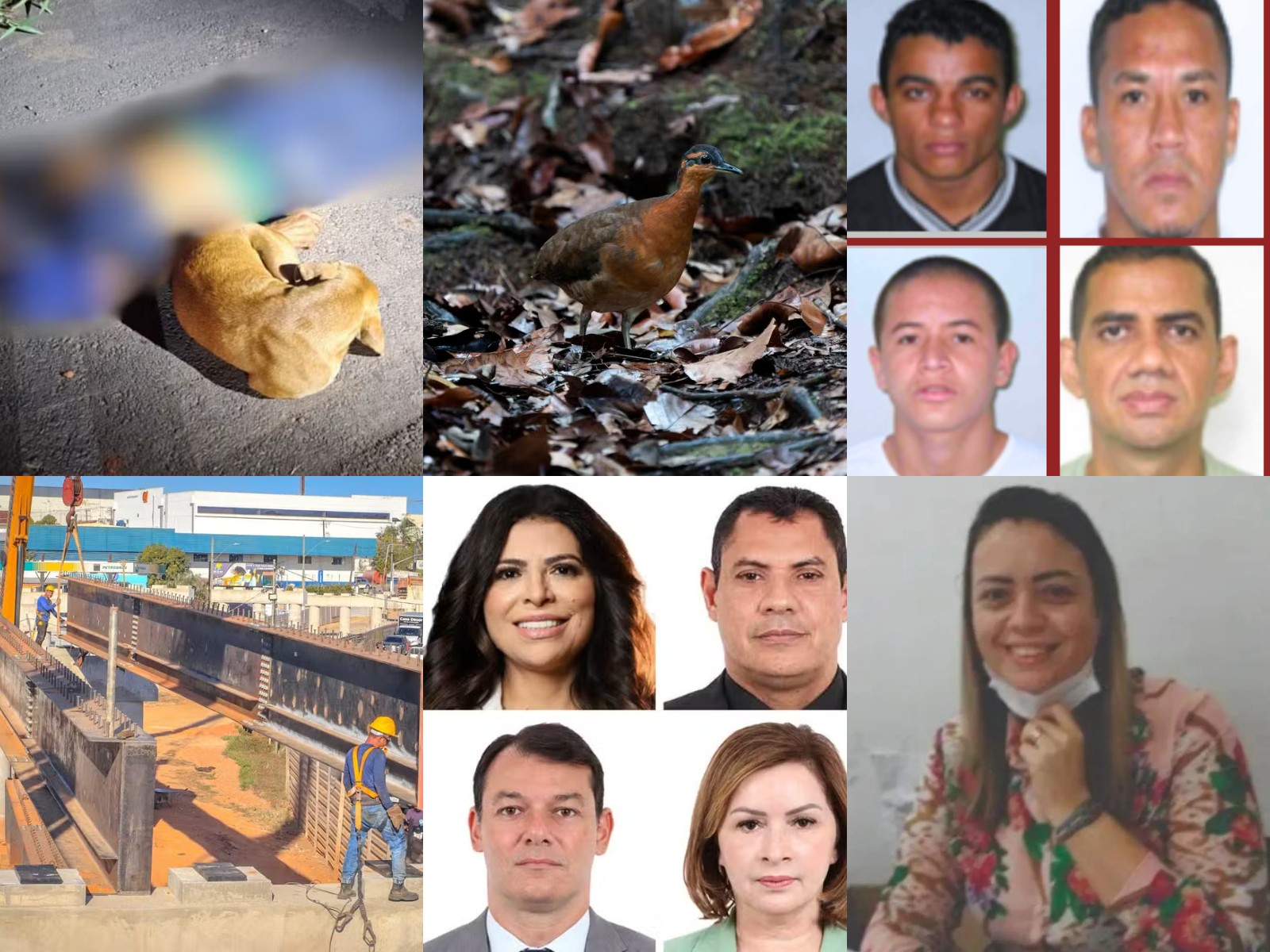 Você viu? Cadela fica ao lado de ciclista morto, ave recém descoberta, lista de foragidos e mais