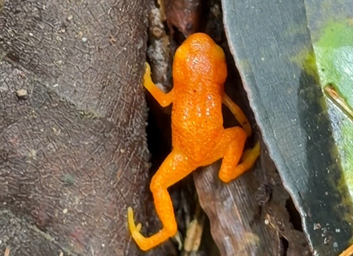 Sapinho menor que uma moeda de R$1 é registrado no Pico da Caledônia
