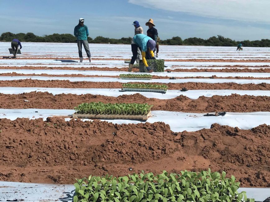 Agricultores e aquicultores do RN devem atualizar cadastro para manter descontos nas contas de energia, diz companhia