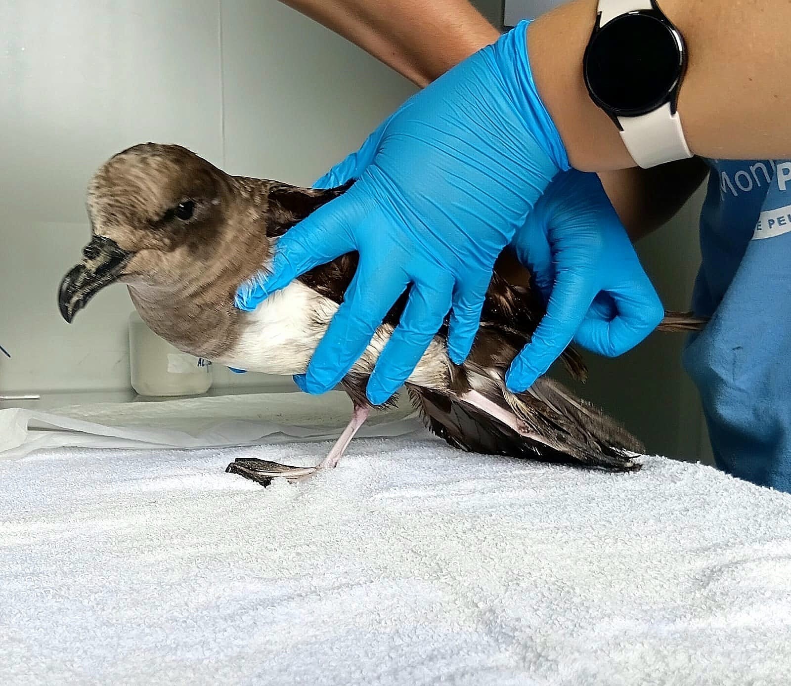 Pequena ave de 43 centímetros ameaçada de extinção é resgatada em SC; VÍDEO