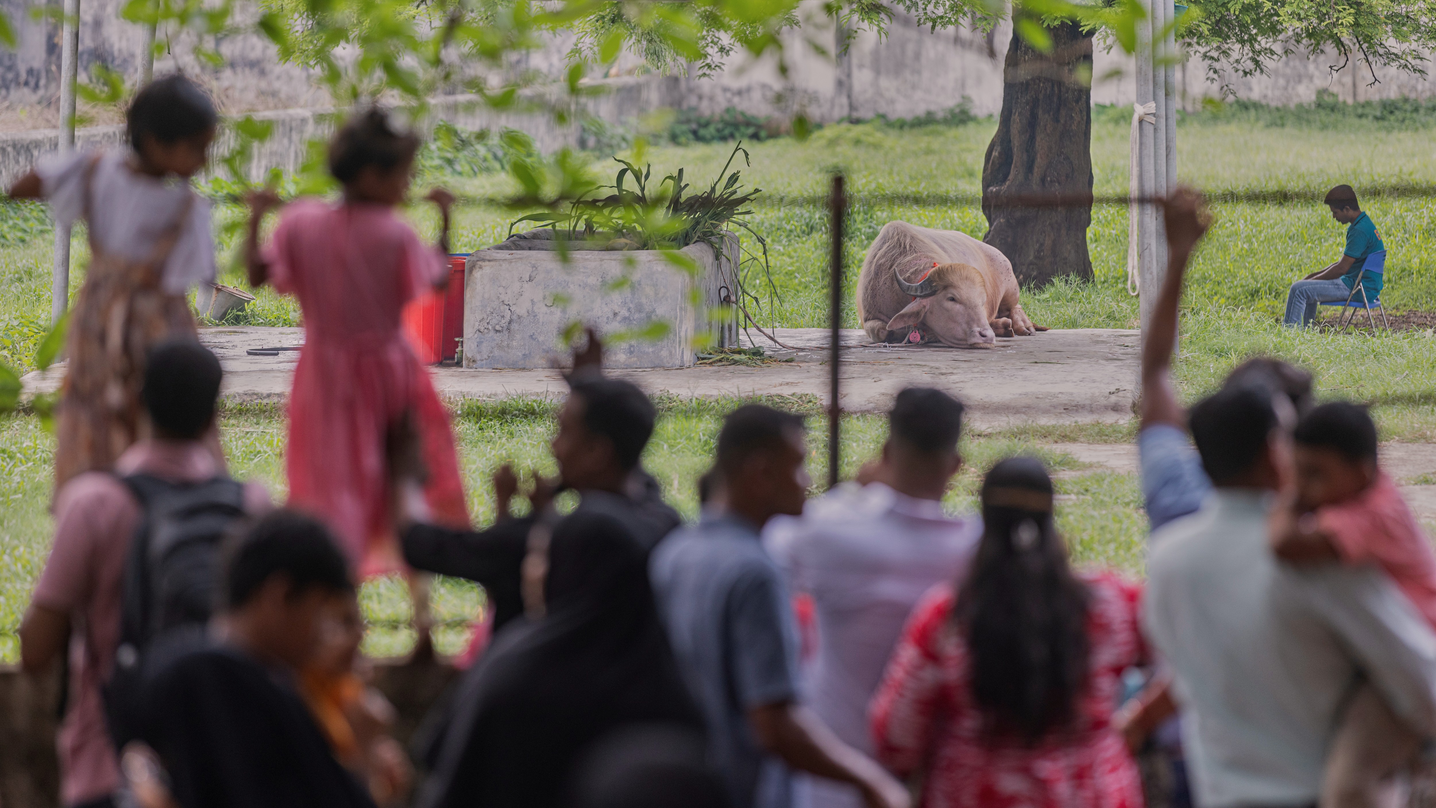 Búfalo batizado de Donald Trump atrai multidões em zoológico de Bangladesh