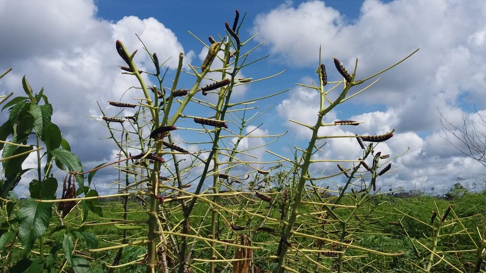 Em 2023, infestação de madarová causou prejuízo de mais de R$ 200 milhões — Foto: Arquivo pessoal 