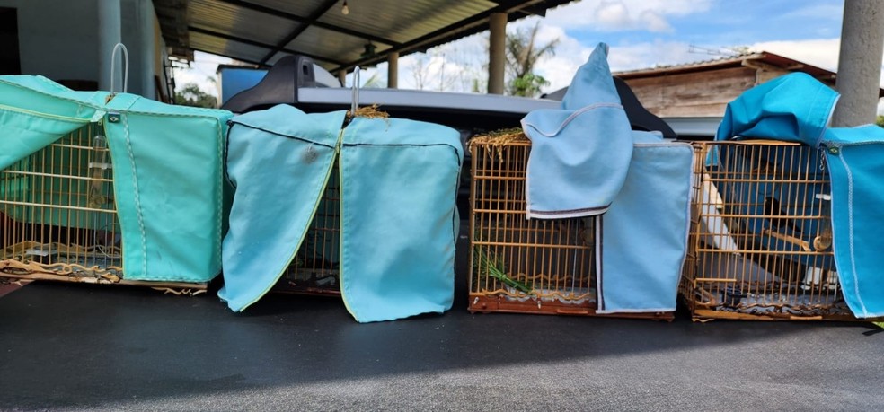 Aves fora capturadas ilegalmente em Iranduba. — Foto: Divulgação/Ipaam
