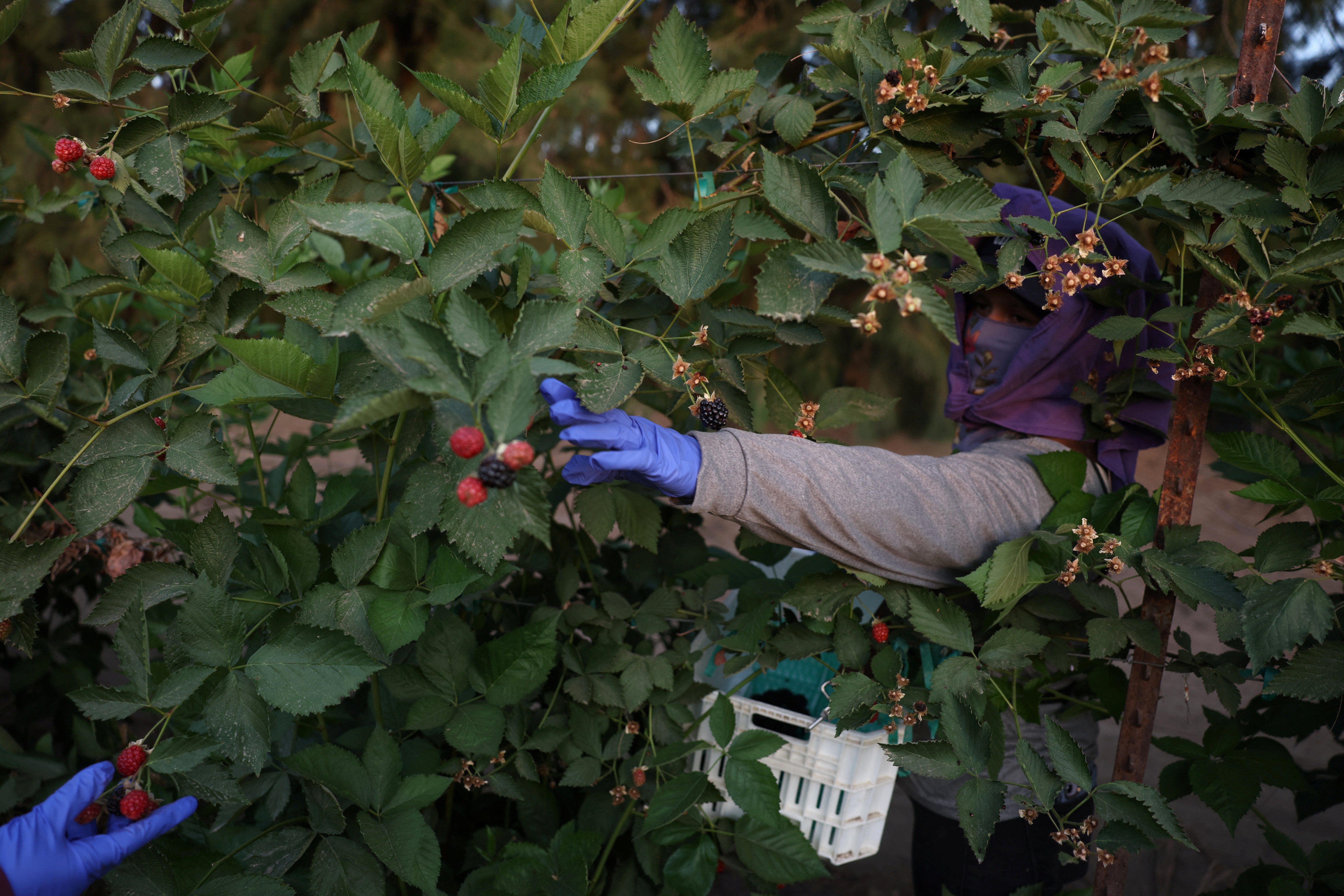 Batidas contra imigrantes esvaziam fazendas nos EUA; colheitas estão apodrecendo, dizem produtores