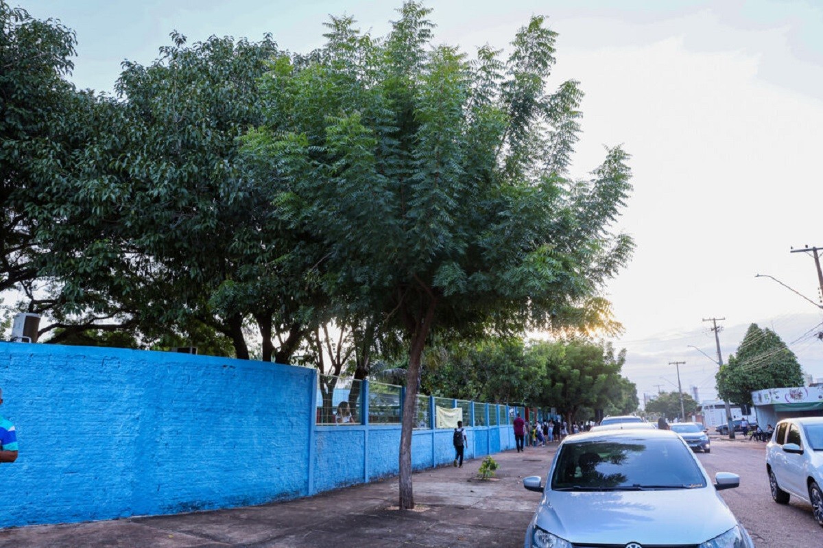 Árvore indiana que causa problemas ambientais pode ser substituída por espécies nativas do Cerrado em escolas de Palmas