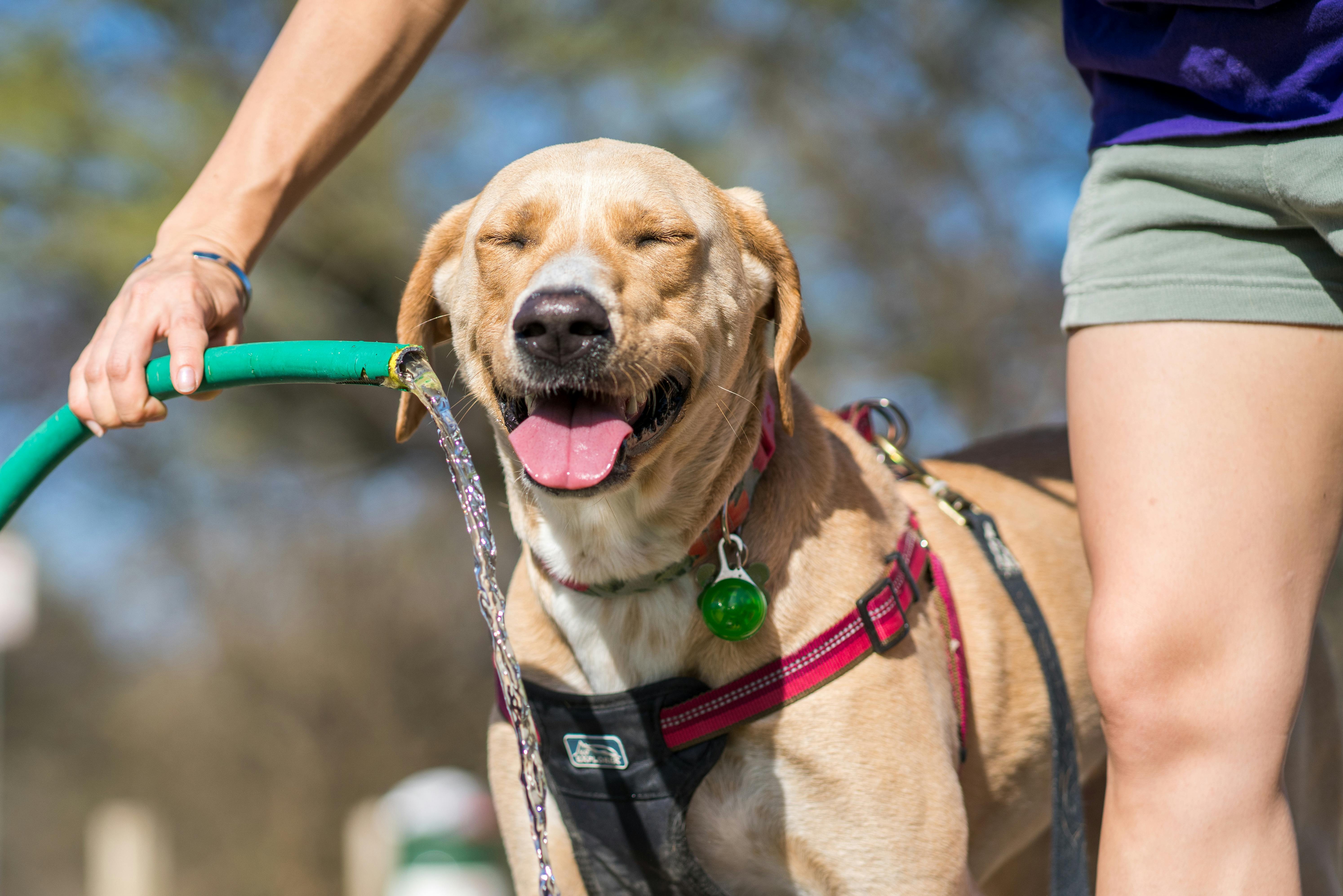 Saiba quais são os cuidados com os pets no verão