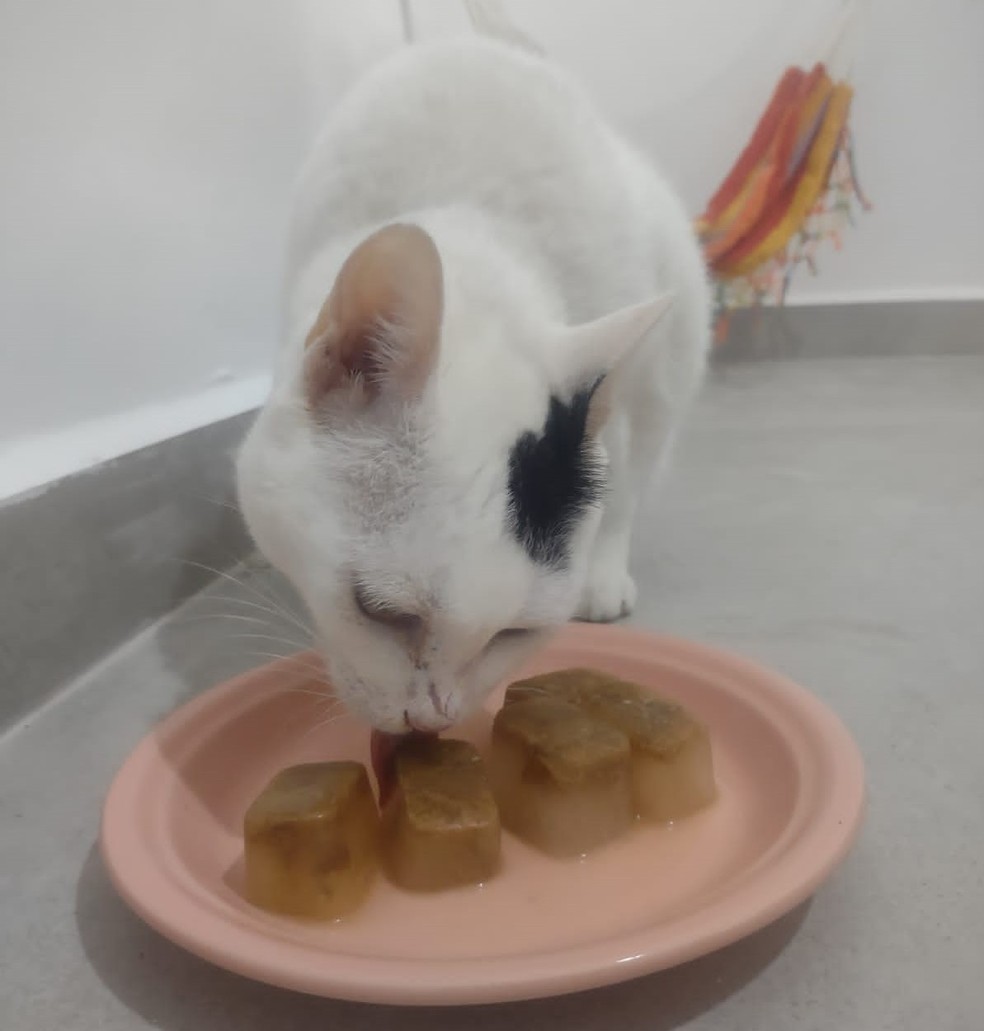 Gato saboreia picolé de carne. 'Gelinhos' são uma boa alternativa para combater o calor dos pets — Foto: Vanessa de Lima/Arquivo Pessoal