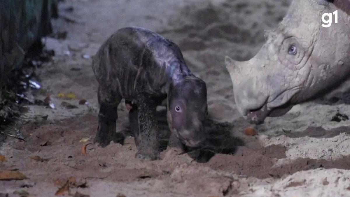 Endangered Sumatran rhinoceros born in Indonesia |  environment