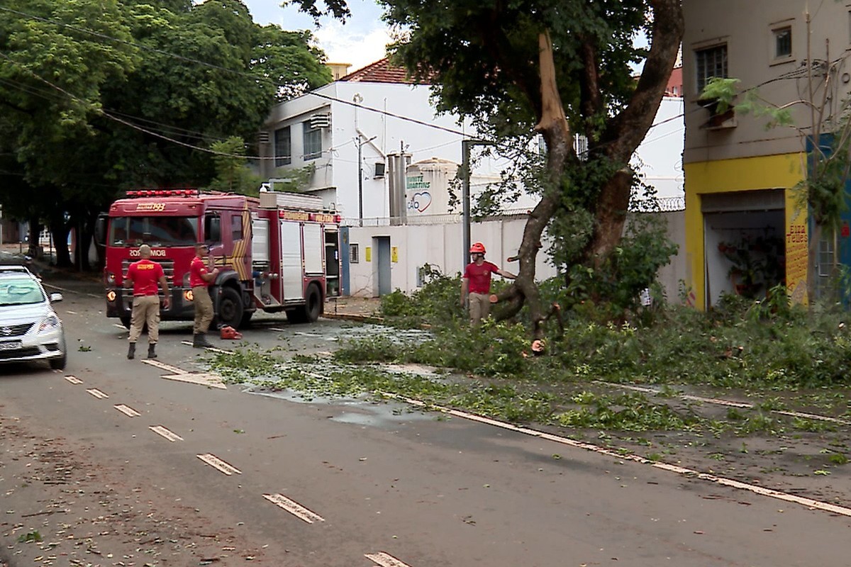 Chuva rápida com ventos fortes causa queda de árvores em Campo Grande