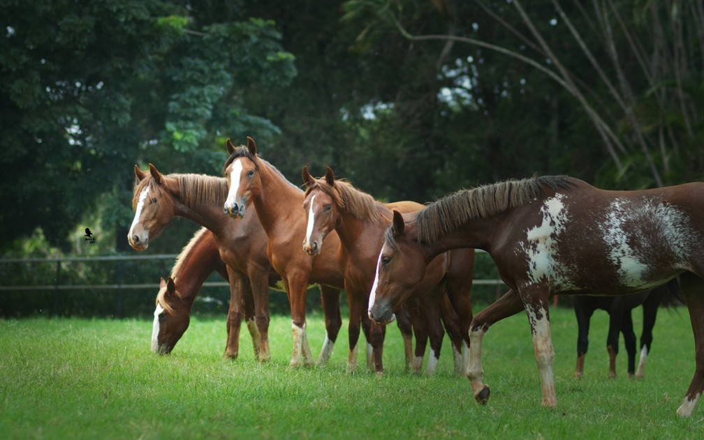 Cavalos: criação movimenta o agronegócio brasileiro