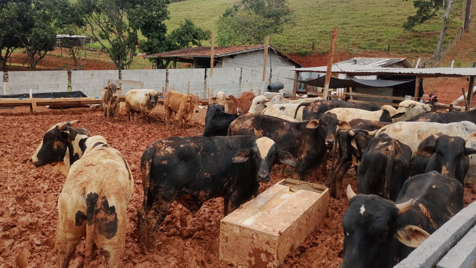 Animais mortos, sem água e debilitados: veja o que se sabe sobre resgate de mais de 100 bois e porcos em Igaratá