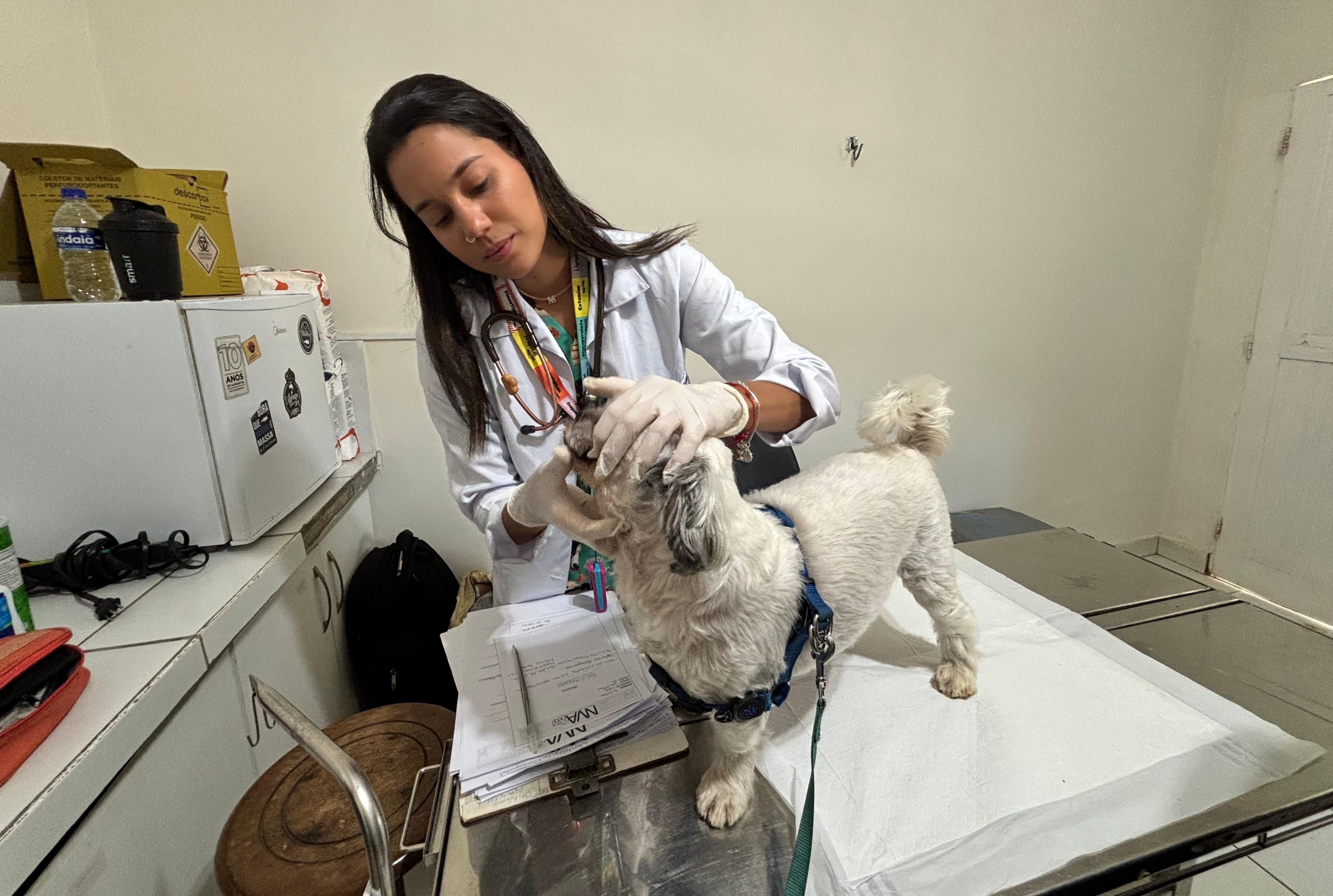 Cães e gatos recebem atendimento veterinário gratuito em Fernando de Noronha