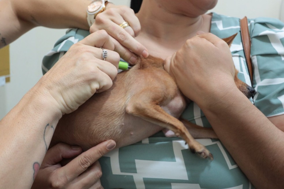 Existe uma lei que torna obrigatório que todos os animais domésticos sejam microchipados — Foto: Subea/Divulgação