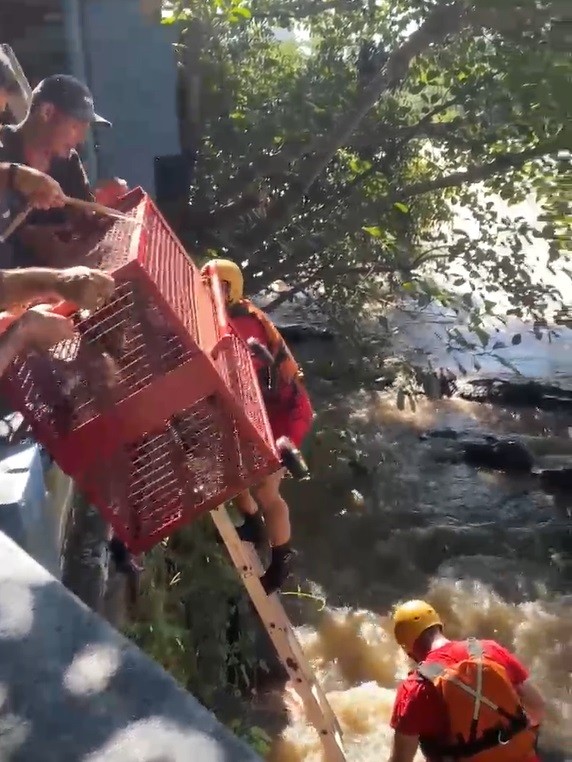 Capivara é resgatada por equipes com técnicas de rappel após ficar ilhada no Rio Piracicaba