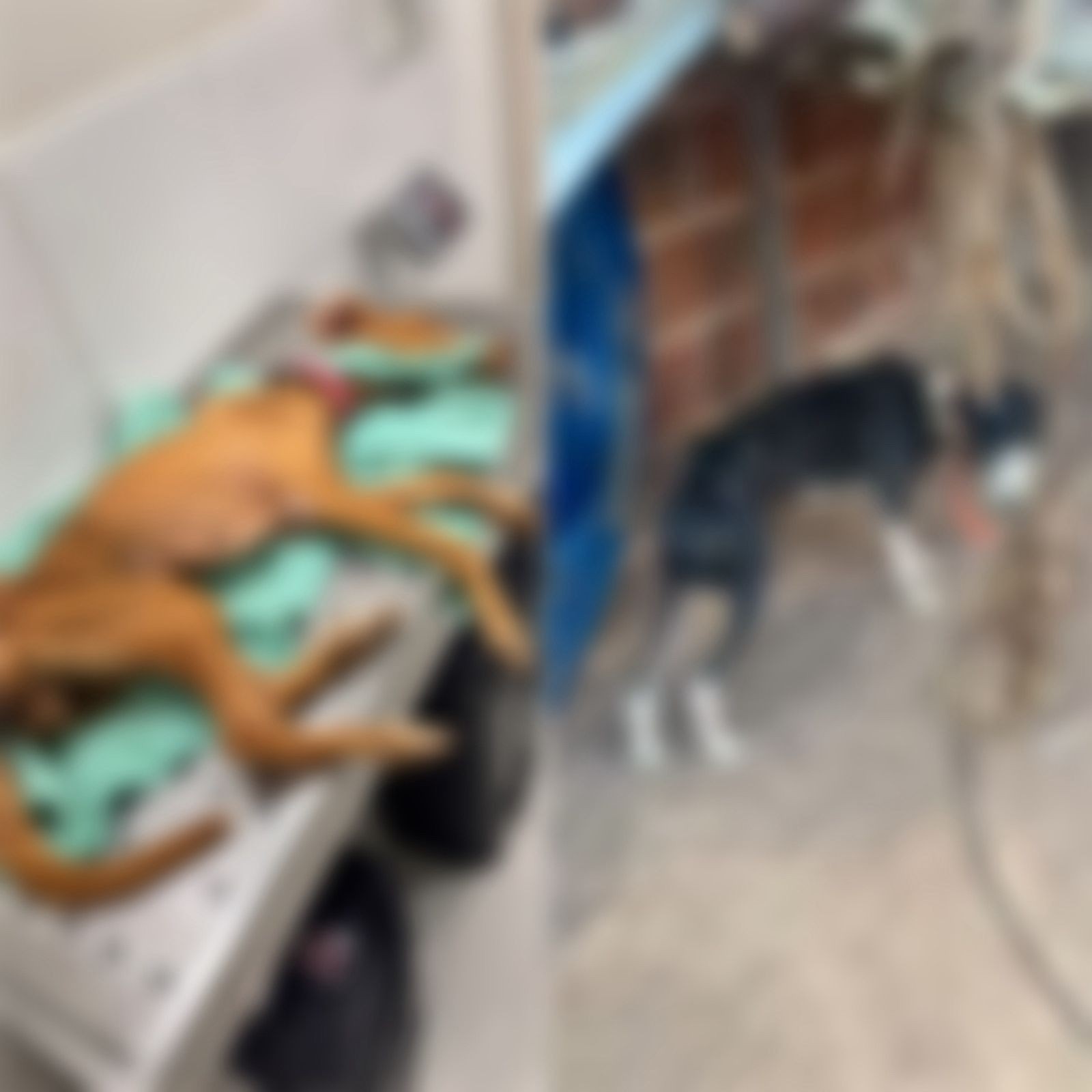 Mulher é presa suspeita de maus-tratos a duas cadelas em Mossoró