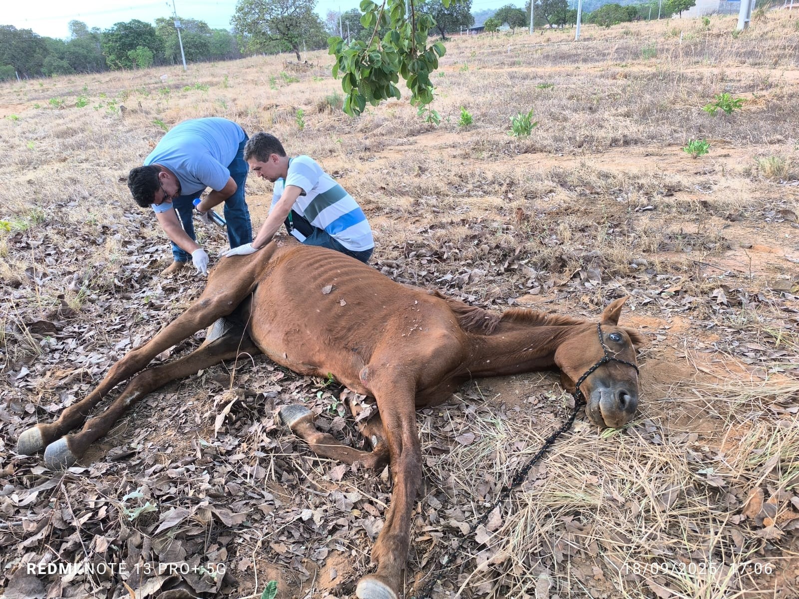 Cavalo é resgatado desidratado e com fome após ser abandonado em Paraíso do Tocantins