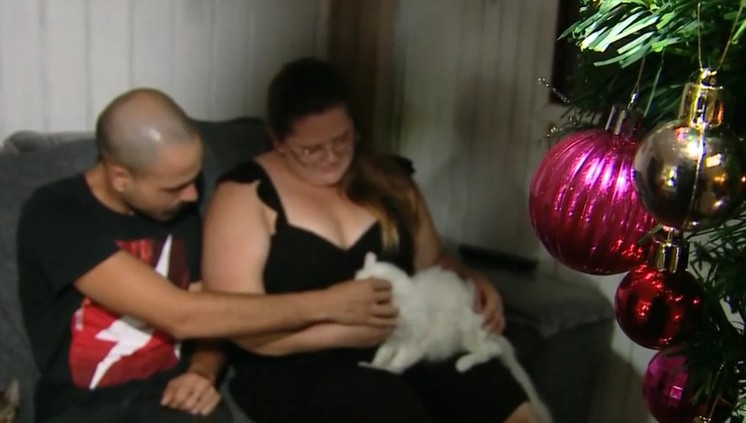 Casal aposta em árvore de Natal invertida para conciliar paixão por gatos com a decoração natalina