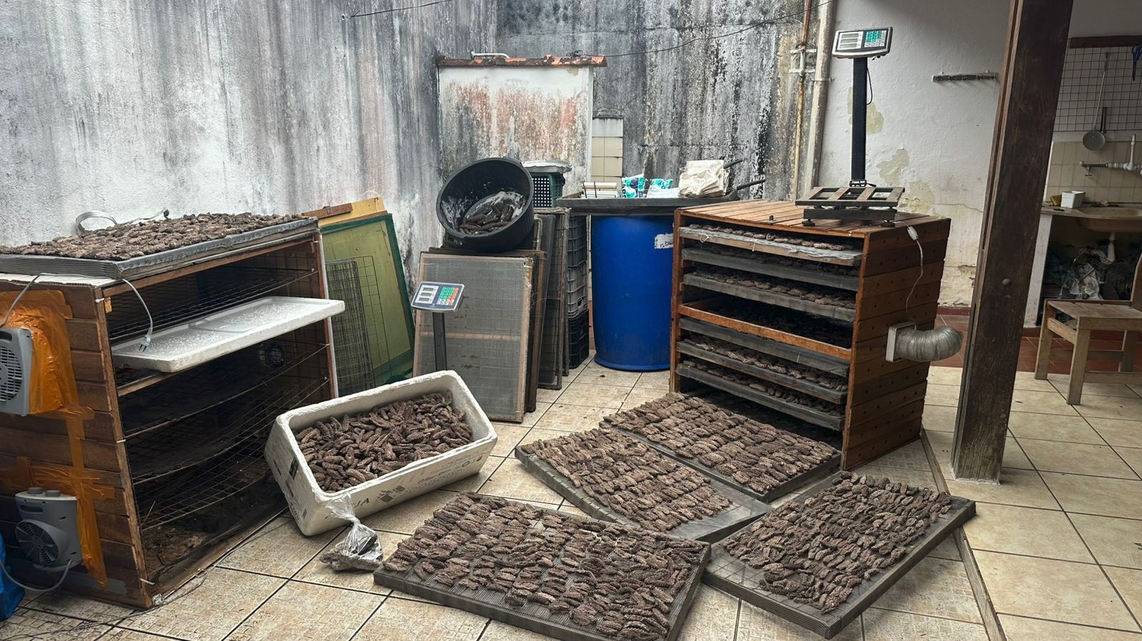 Homem é preso e multado após ser encontrado com quase 60 quilos de pepino-do-mar em Ubatuba, SP
