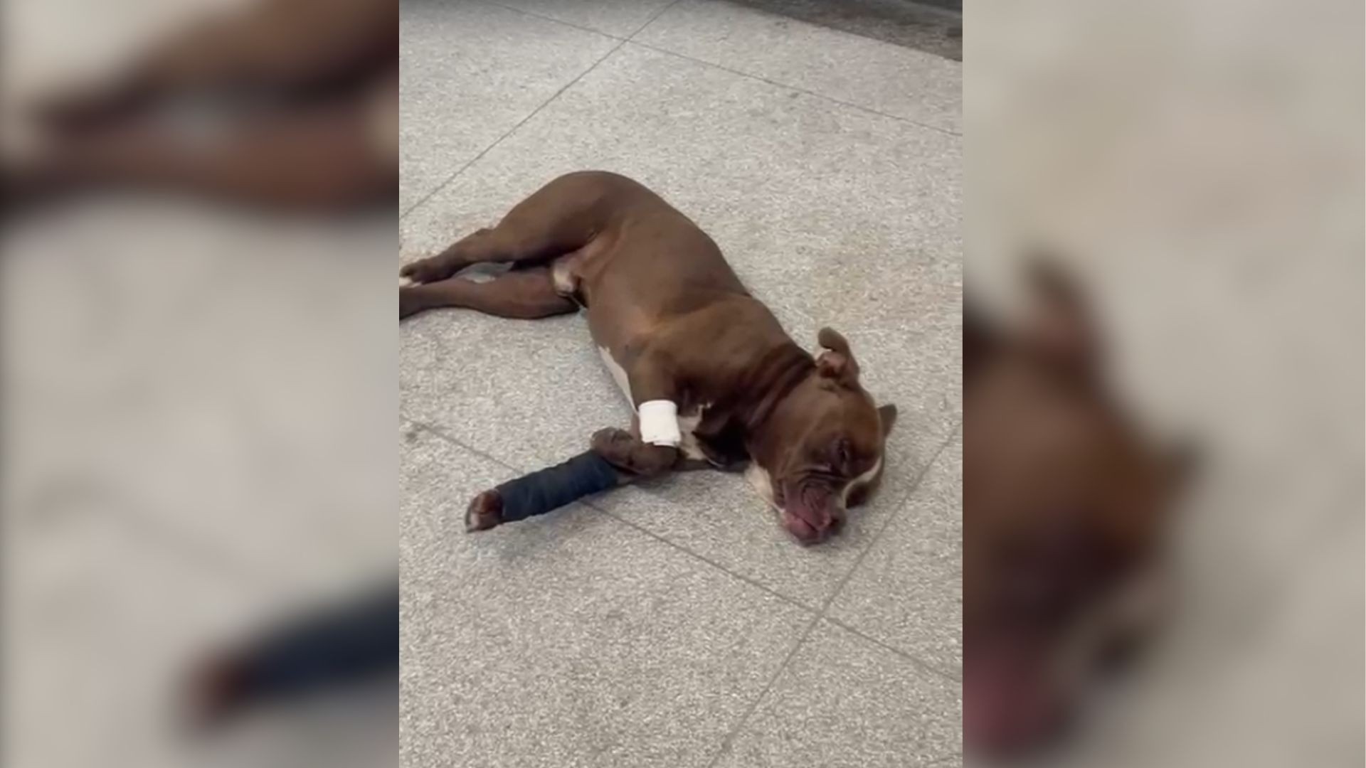 Jovem é preso suspeito de deixar cão sem comida, com sangramentos na boca e pata dentro de casa em Rio Preto