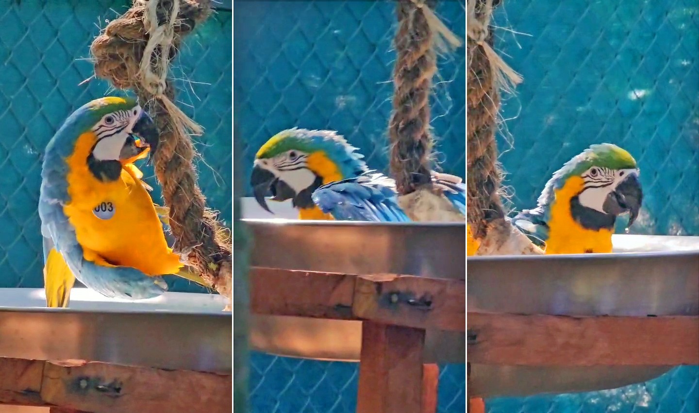 VÍDEO: arara-canindé toma banho no Parque Nacional da Tijuca; espécie estava 200 anos ‘sumida’ da região