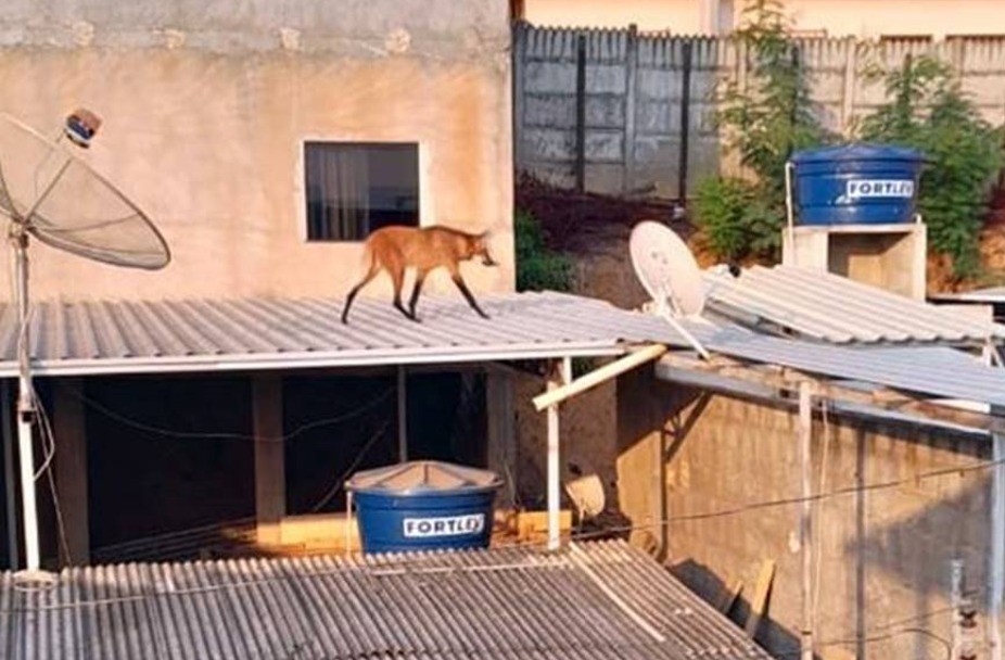 Lobo-guará é flagrado andando em telhados de casas em MG; VÍDEO