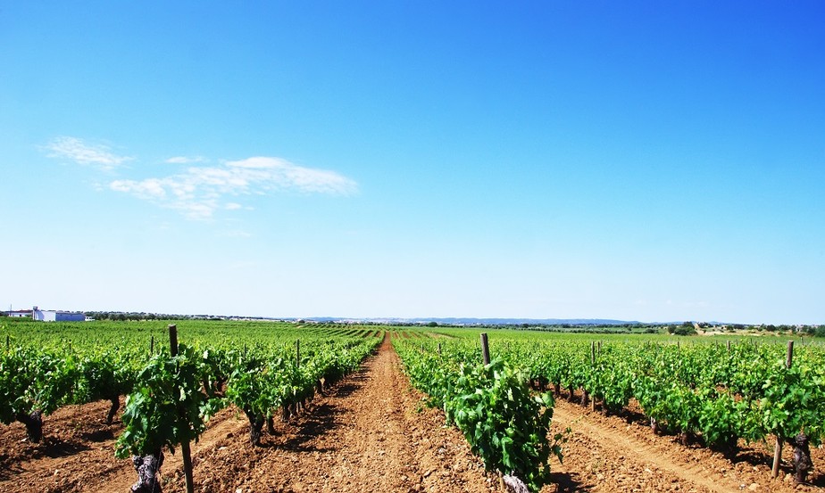 Dicion rio dos vinhos o que terroir Guia do Vinho e da